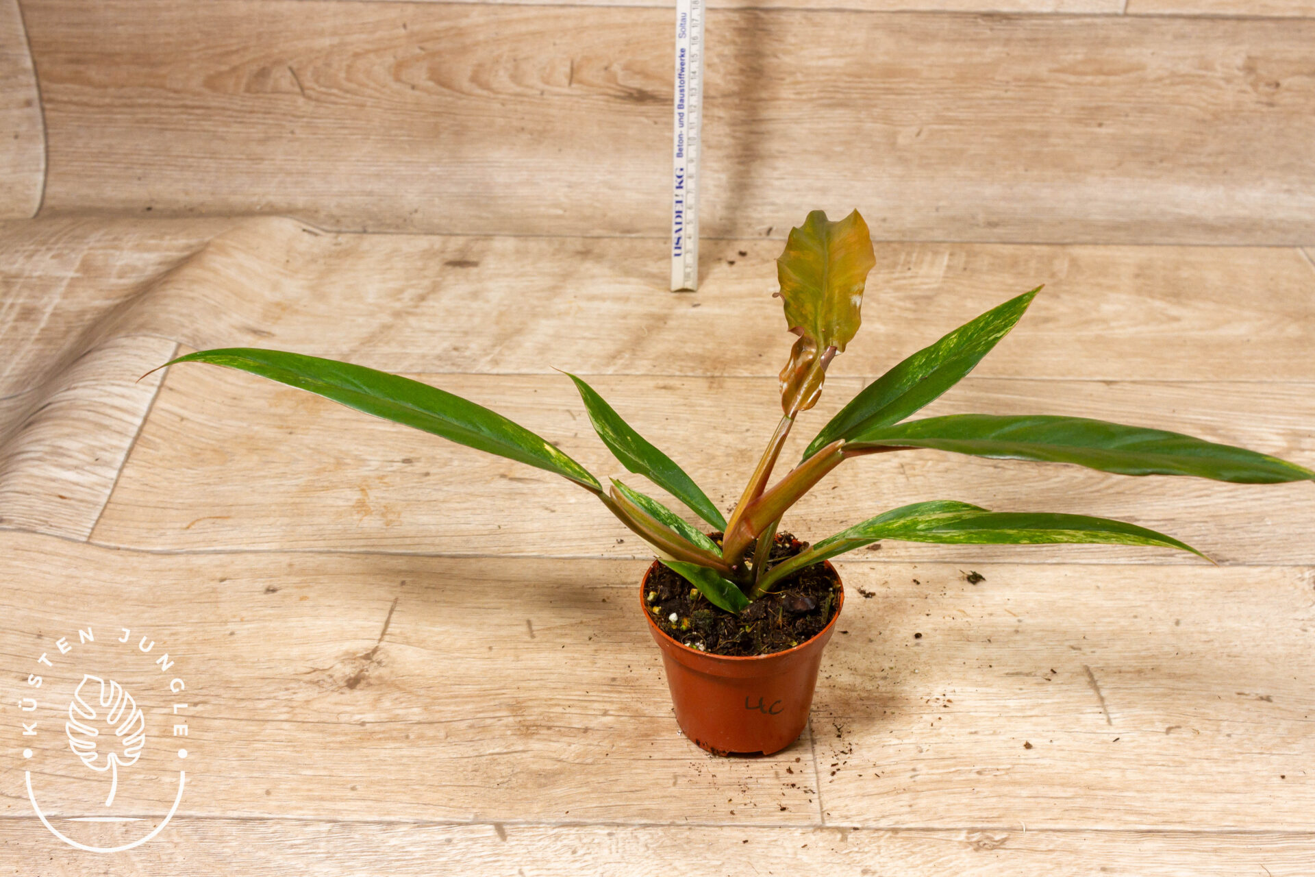 Philodendron caramel marble 004C WYSIWYG – Bild 2