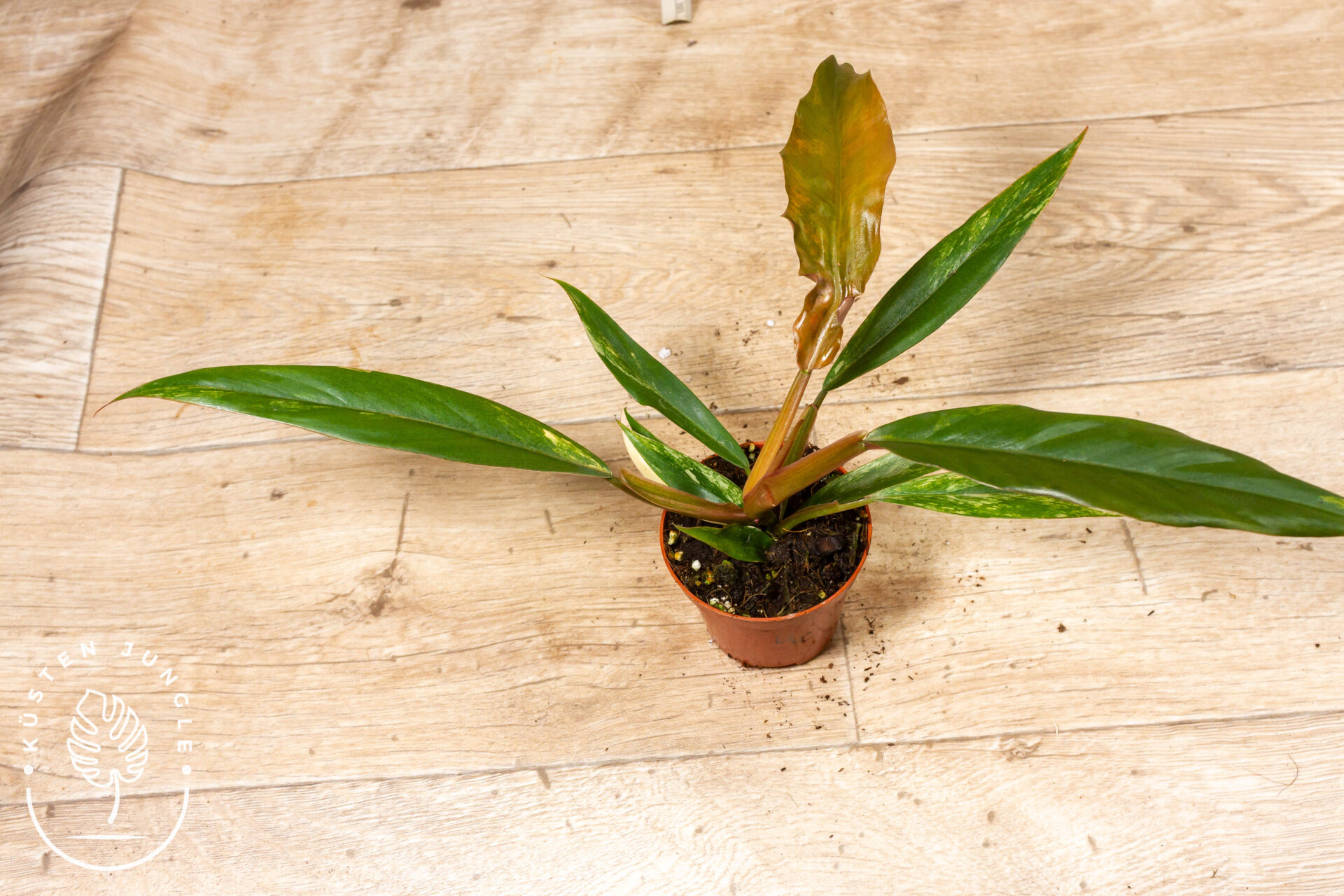 Philodendron caramel marble 004C WYSIWYG