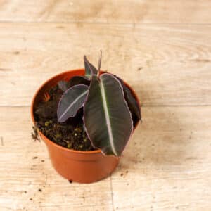 Labisia pumila 001C WYSIWYG