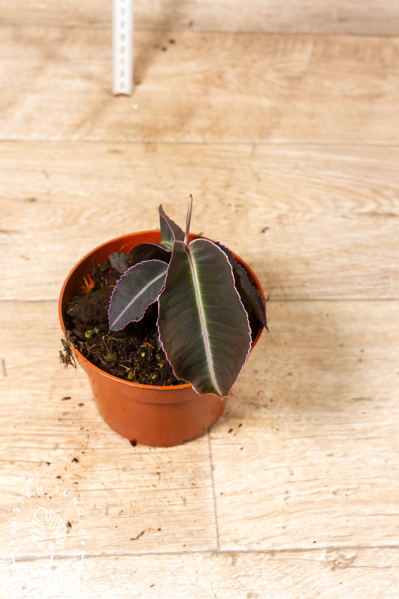 Labisia pumila 001C WYSIWYG