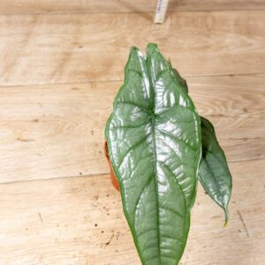 Alocasia Heterophylla dragon breath 003C WYSIWYG