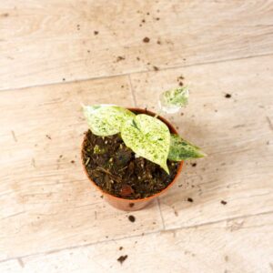 Alocasia Dragon Scale Mint 001C WYSIWYG