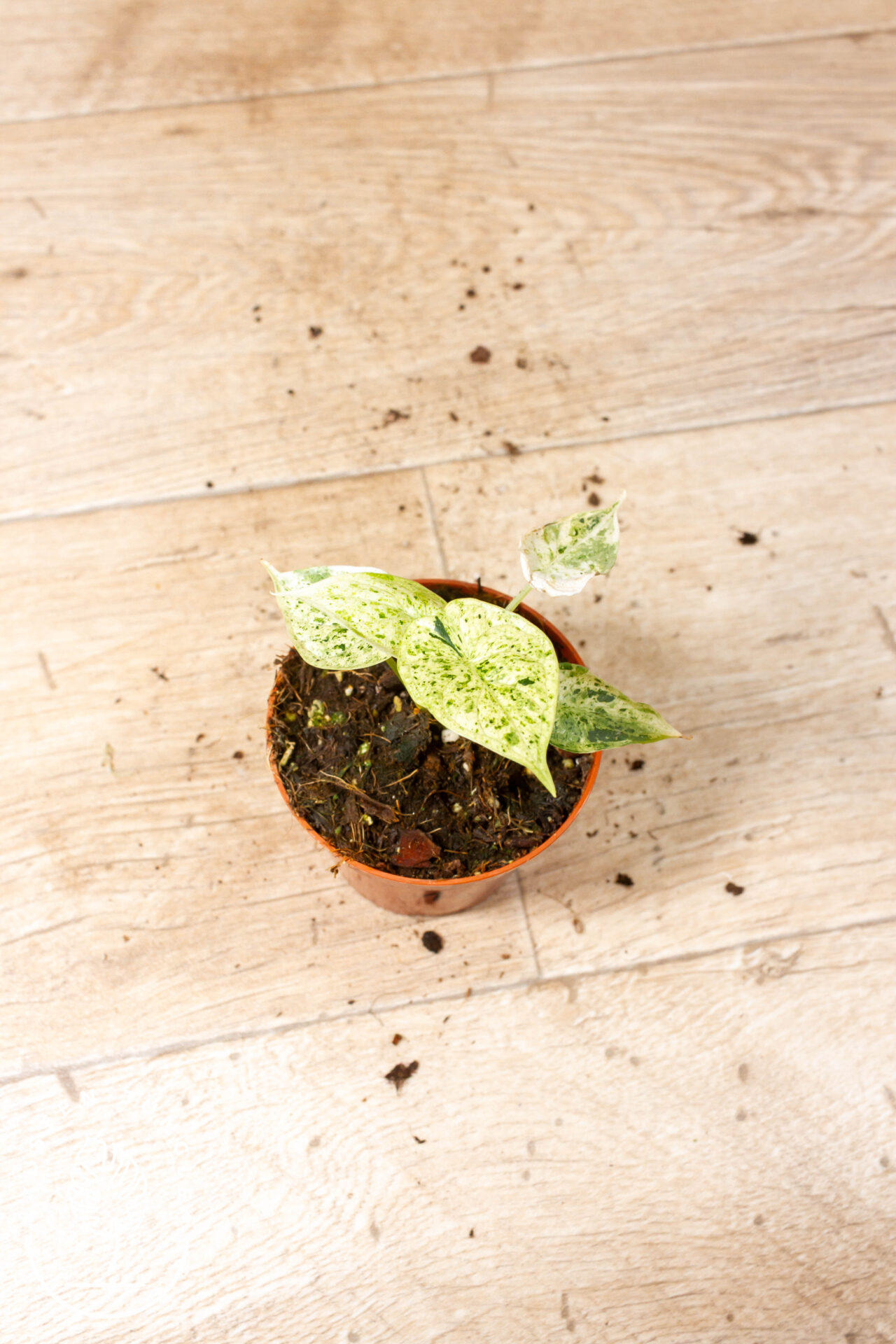 Alocasia Dragon Scale Mint 001C WYSIWYG