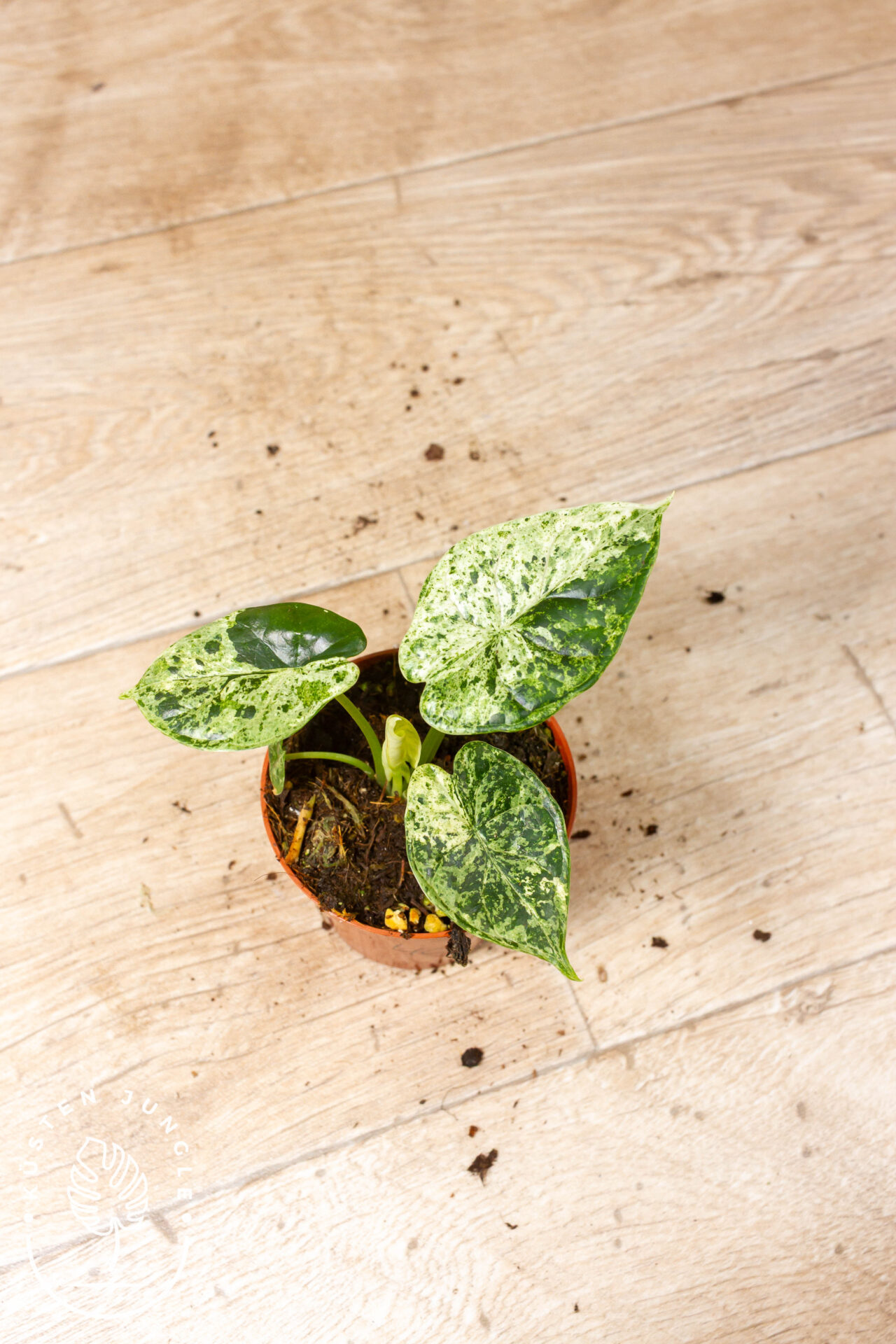 Alocasia Dragon Scale Mint 004C WYSIWYG