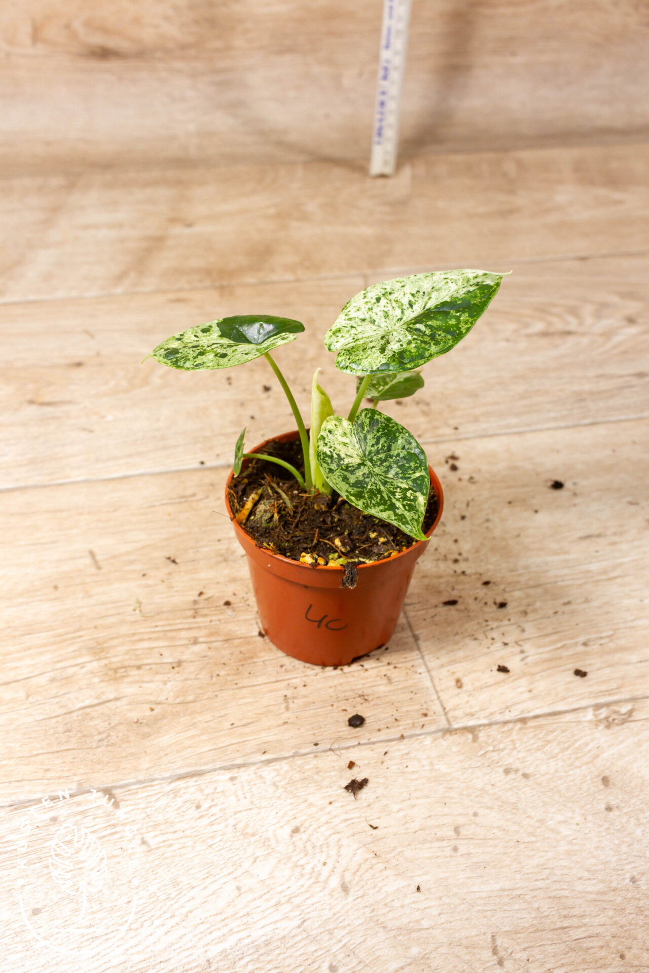 Alocasia Dragon Scale Mint 004C WYSIWYG - Image 2