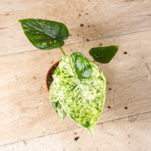 Alocasia Dragon Scale Mint 006C WYSIWYG