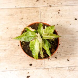 Alocasia Polly Aurea Variegata 002C WYSIWYG