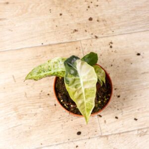 Alocasia Polly Aurea Variegata 003C WYSIWYG