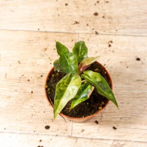 Alocasia Polly Aurea Variegata 006C WYSIWYG