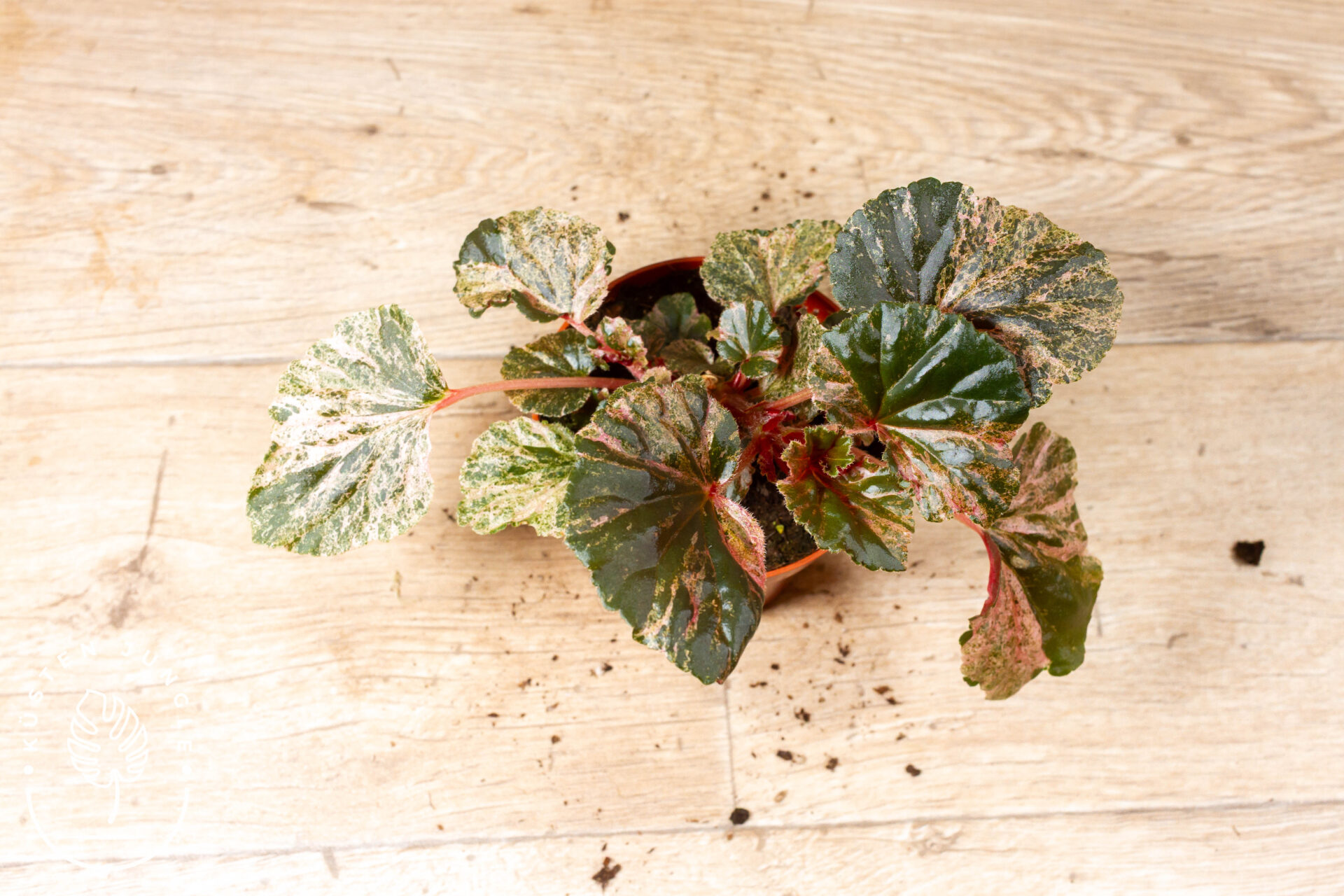 Begonia cucullata Variegata 003C WYSIWYG