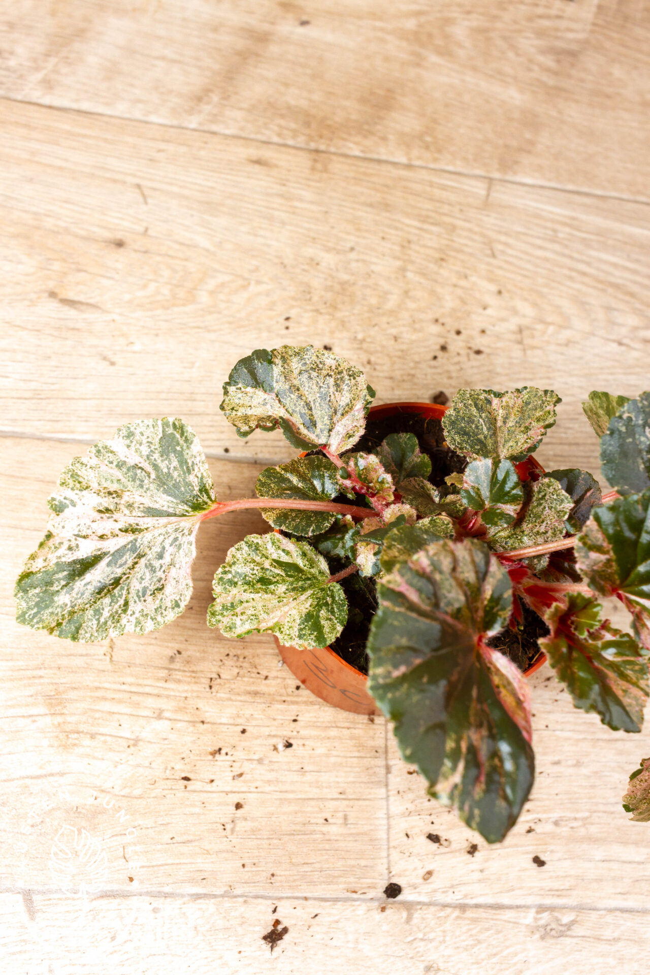 Begonia cucullata Variegata 003C WYSIWYG – Bild 2