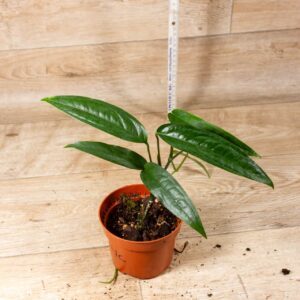 Monstera Obliqua Yasuni 004C WYSIWYG