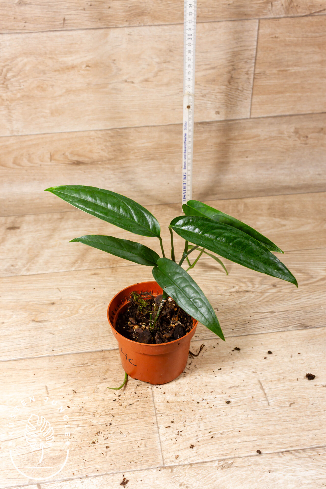 Monstera Obliqua Yasuni 004C WYSIWYG