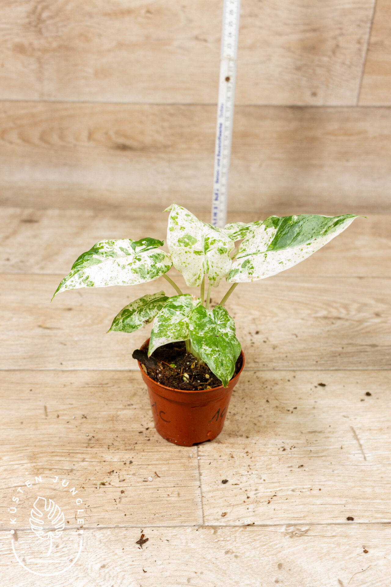 Alocasia Odora Batik 001C WYSIWYG – Bild 2