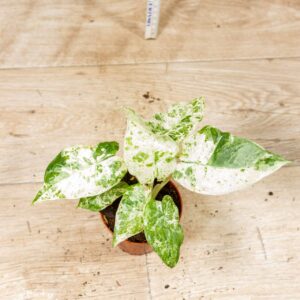 Alocasia Odora Batik 001C WYSIWYG