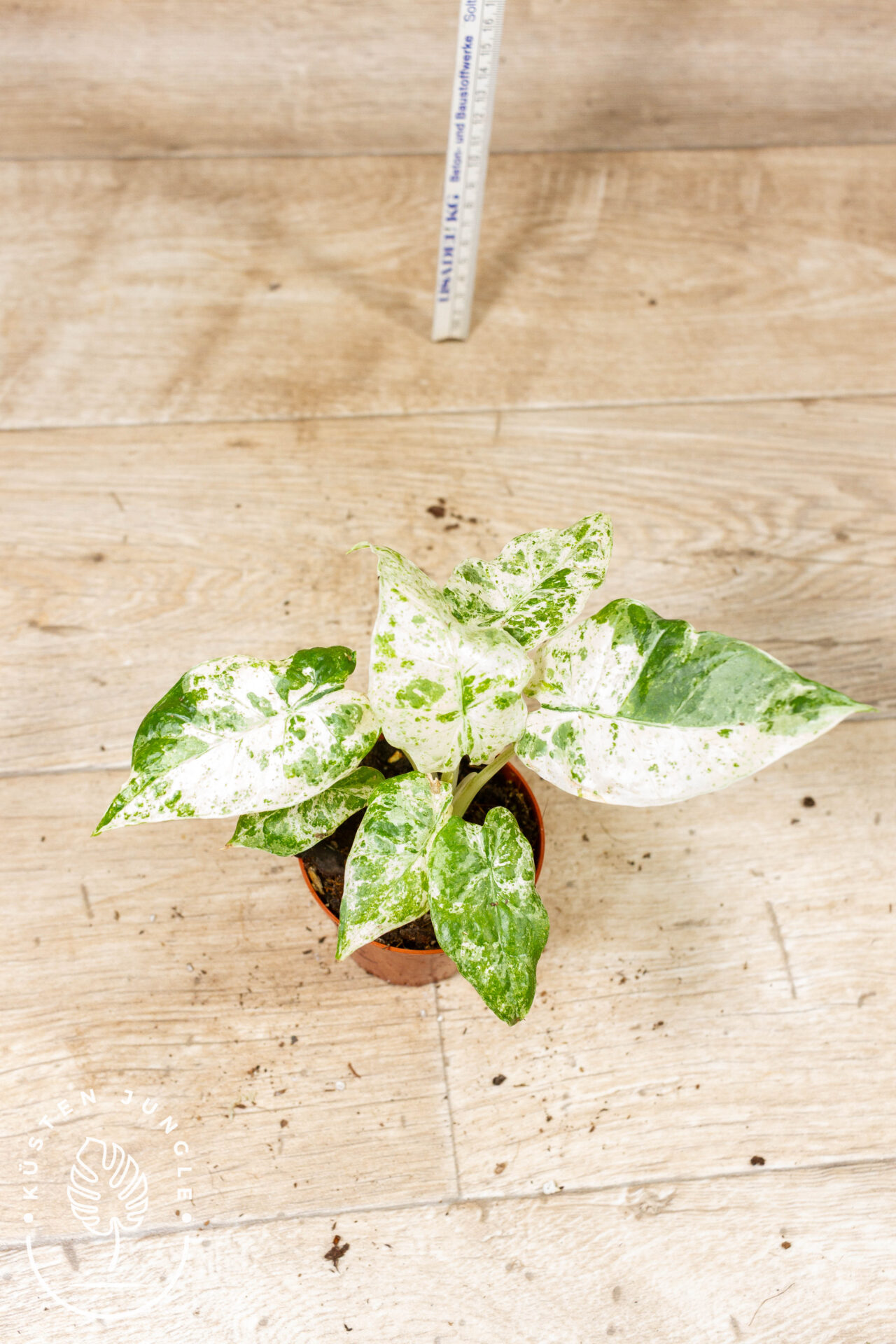 Alocasia Odora Batik 001C WYSIWYG