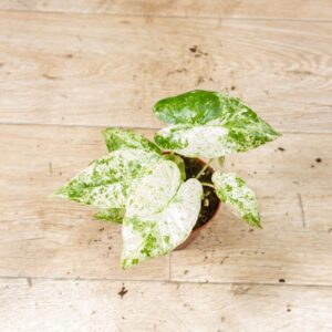 Alocasia Odora Batik 003C WYSIWYG