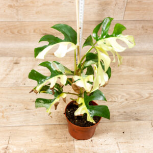 Rhaphidophora tetrasperma variegata (Monstera Minima) 002C WYSIWYG