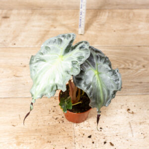 Alocasia venom 002C WYSIWYG