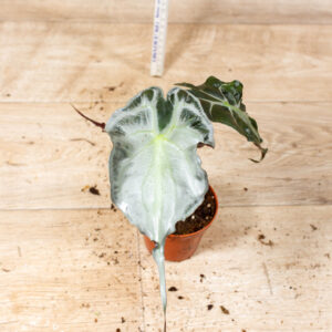 Alocasia venom 004C WYSIWYG