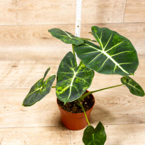 Alocasia dorayaki aurea 004C WYSIWYG