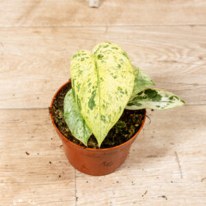 Scindapsus Jade Satin Marble 001C WYSIWYG