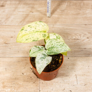 Scindapsus Jade Satin Marble 002C WYSIWYG