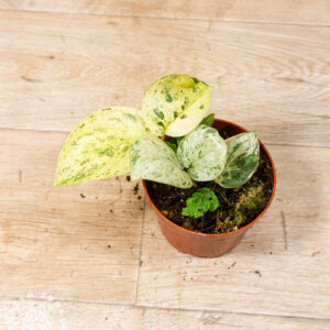 Scindapsus Jade Satin Marble 003C WYSIWYG