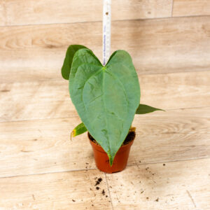 Anthurium sp. Napo 001C WYSIWYG