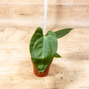 Anthurium sp. Napo 002C WYSIWYG