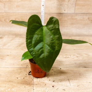 Anthurium sp. Napo 003C WYSIWYG