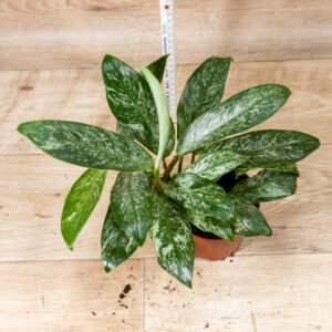 Rhaphidophora Elliptica Mint 002C WYSIWYG