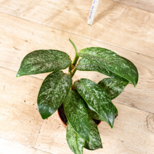 Rhaphidophora Elliptica Mint 004C WYSIWYG