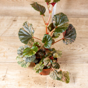 Begonia cucullata Variegata 003C WYSIWYG