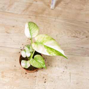 Monstera Mint 001C WYSIWYG