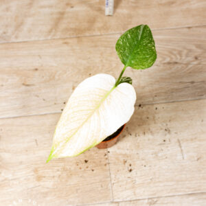 Monstera Mint 002C WYSIWYG