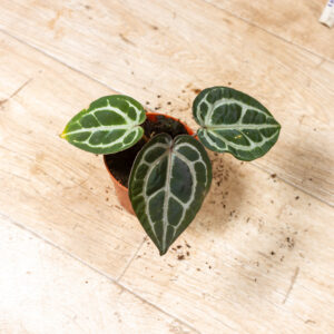 Anthurium red crystallinum 003A WYSIWYG