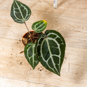 Anthurium red crystallinum 003C WYSIWYG