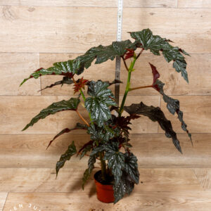 Begonia Aiai 002C WYSIWYG