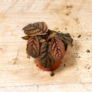 Acranthera(Labisia) sp. Vietnam 002C WYSIWYG