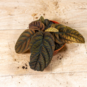 Acranthera(Labisia) sp. Vietnam 001C WYSIWYG