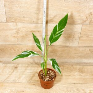 Musa florida 001D WYSIWYG