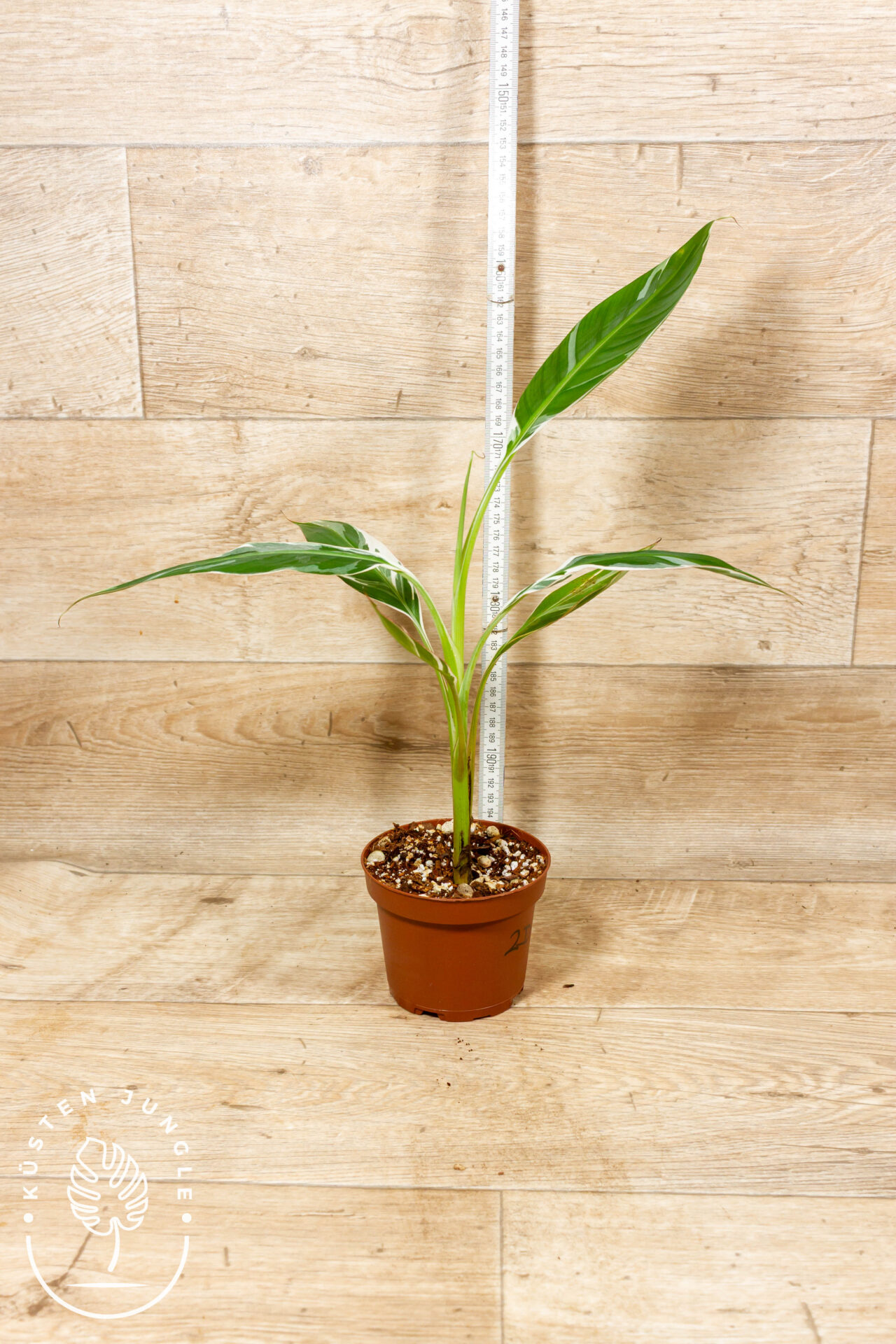 Musa florida 002D WYSIWYG – Bild 2