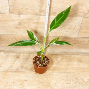 Musa florida 002D WYSIWYG