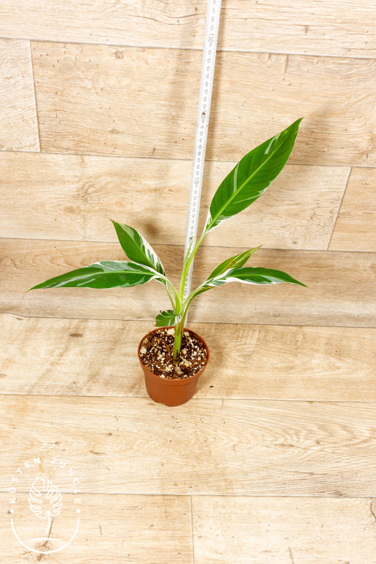 Musa florida 002D WYSIWYG