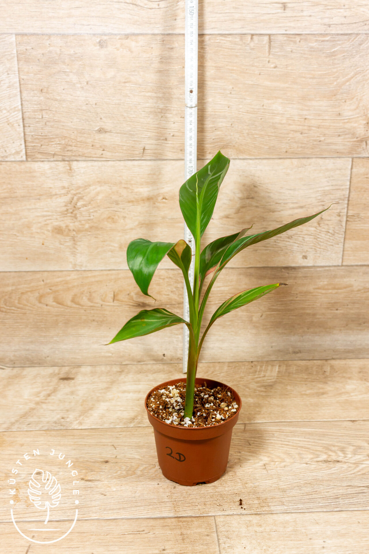 Musa nono 002D WYSIWYG – Bild 2