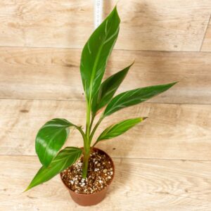 Musa nono 002D WYSIWYG