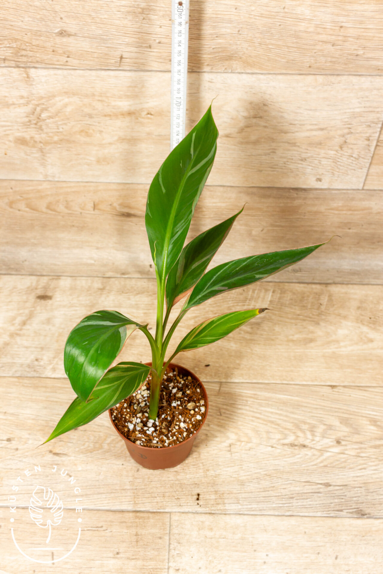 Musa nono 002D WYSIWYG