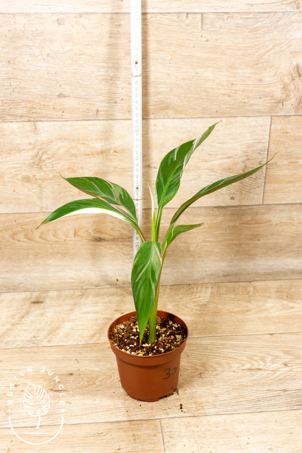 Musa nono 003D WYSIWYG – Bild 2