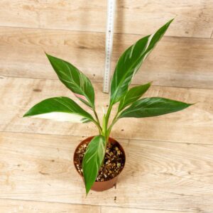 Musa nono 003D WYSIWYG